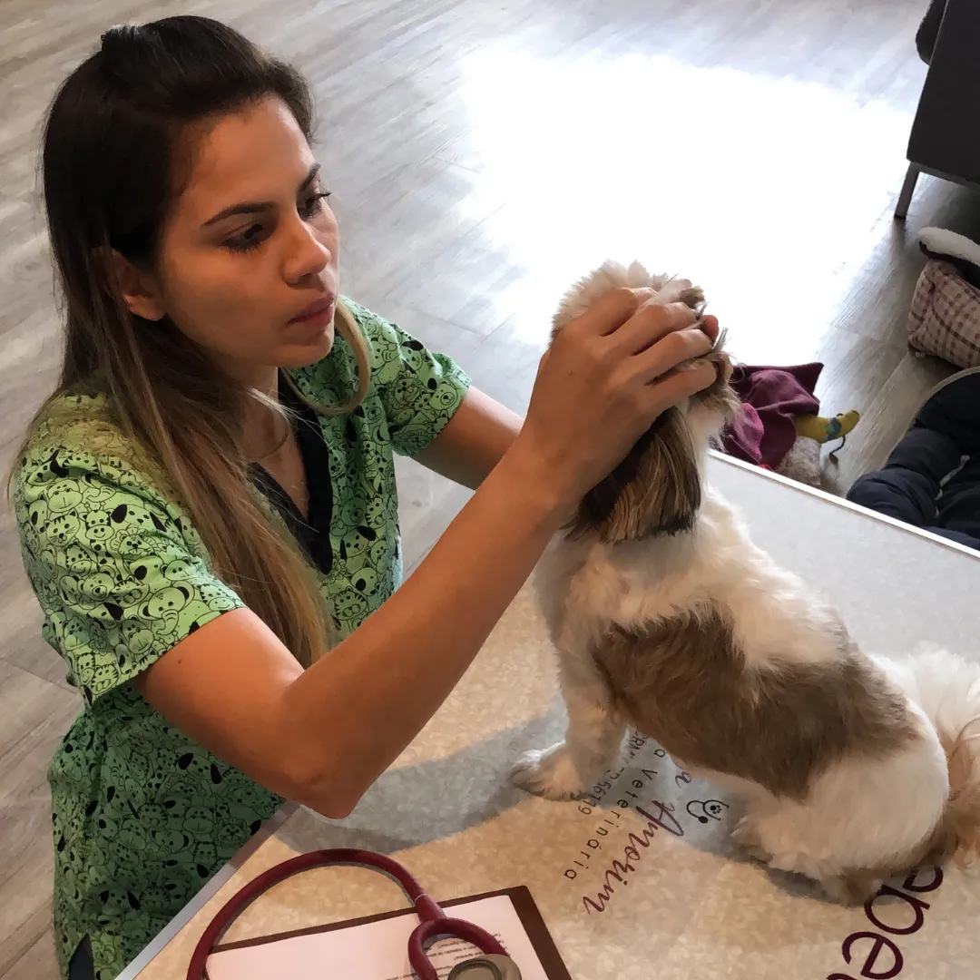 ATENDIMENTO VETERINÁRIO EM DOMICILIO