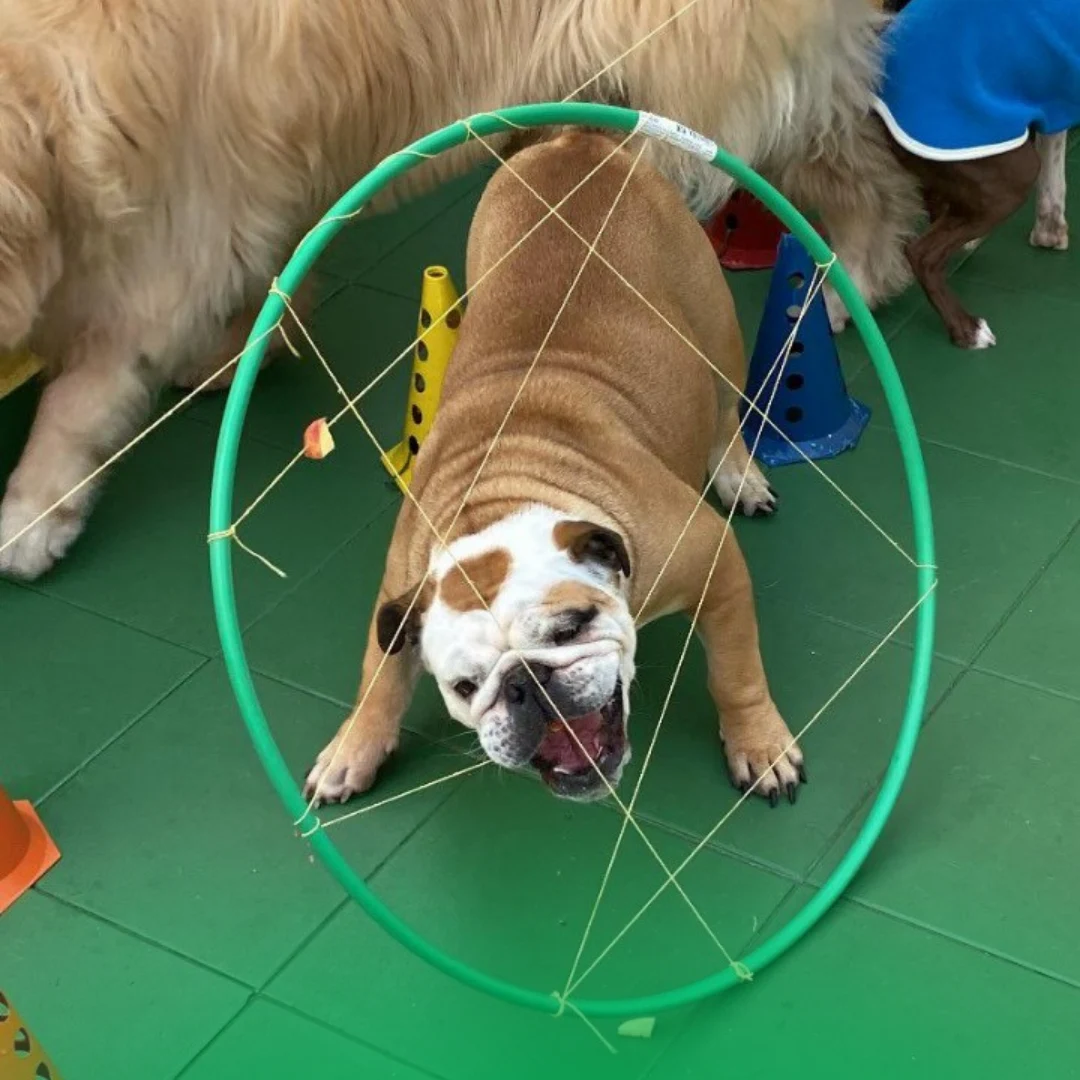 CRECHE HOMEPETS