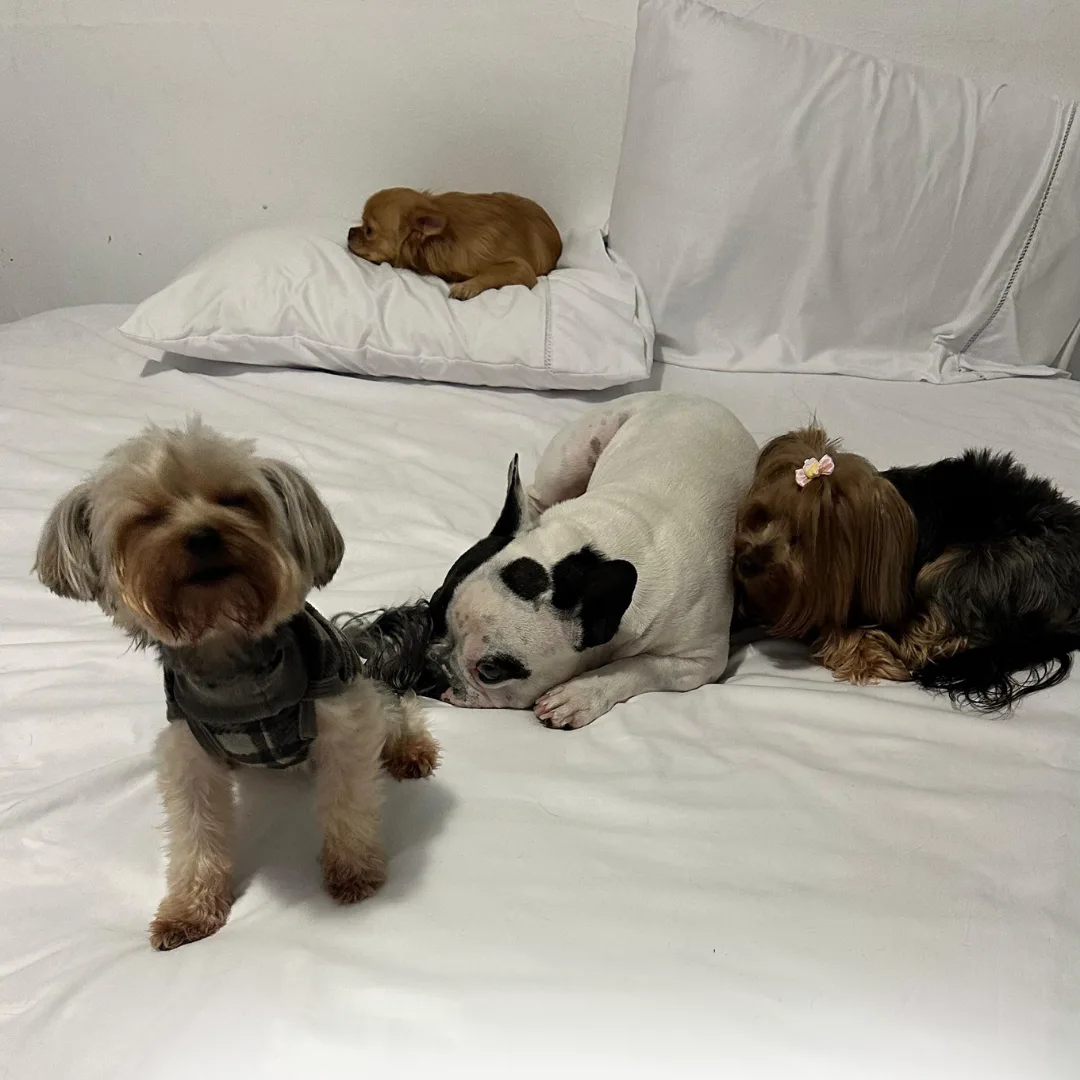 HOMEPETS HOTELZINHO (2)