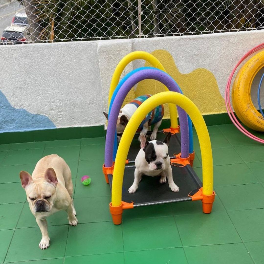 1080X1350 HOMEPETS (1080 x 800 px) (1)