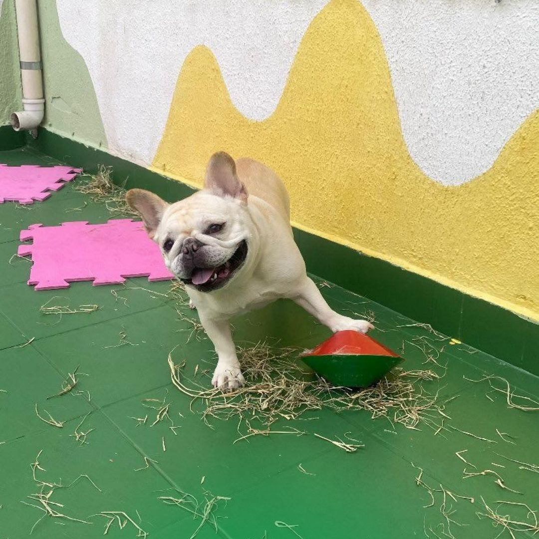 1080X1350 HOMEPETS (1080 x 800 px) (3)