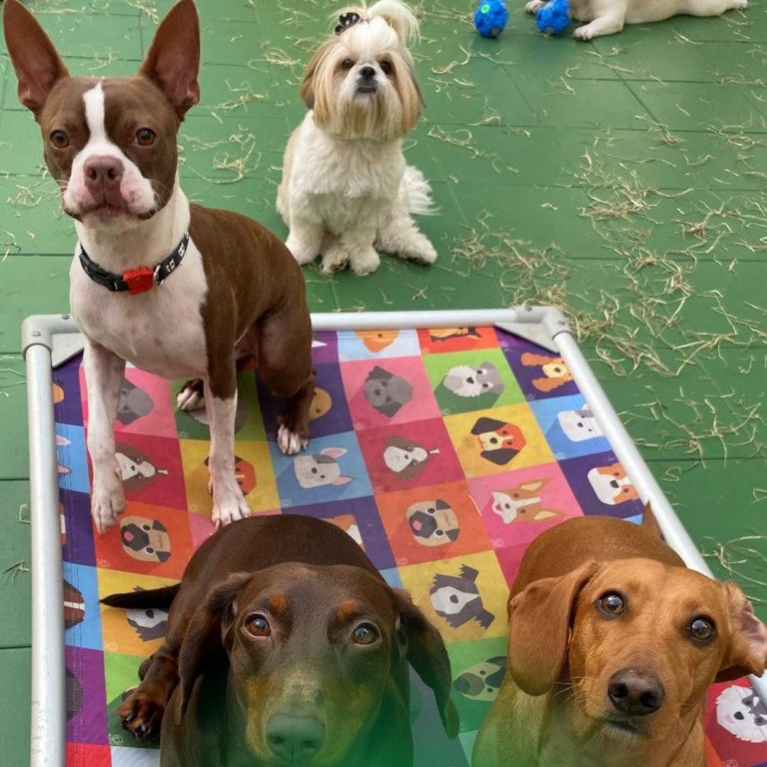 1080X1350 HOMEPETS (1080 x 800 px) (5)