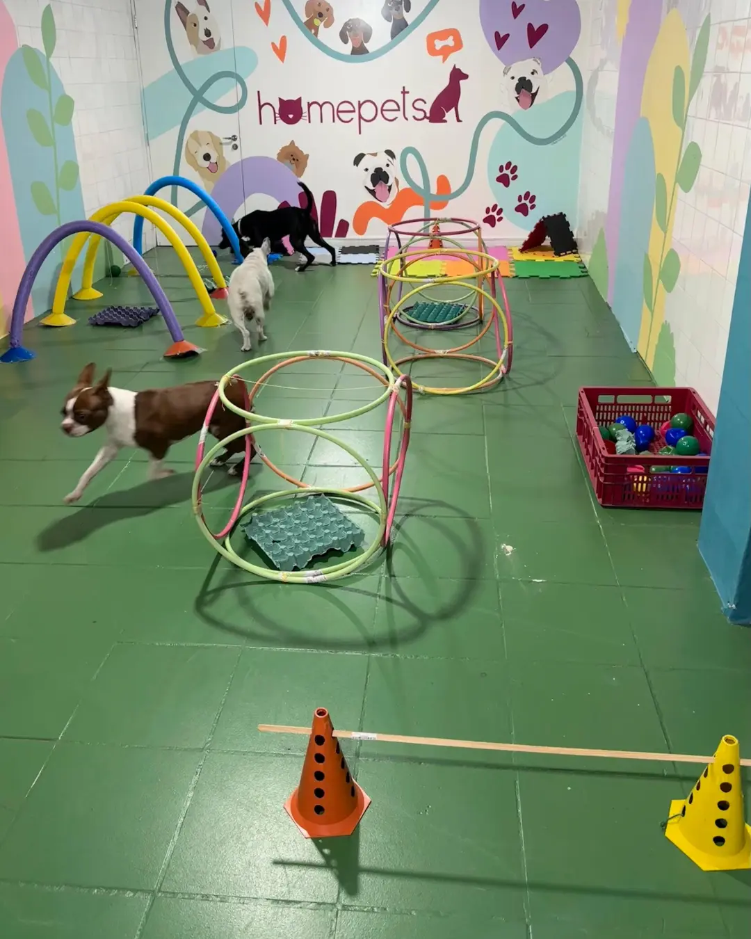 Creche Pet Vila Mariana (2)
