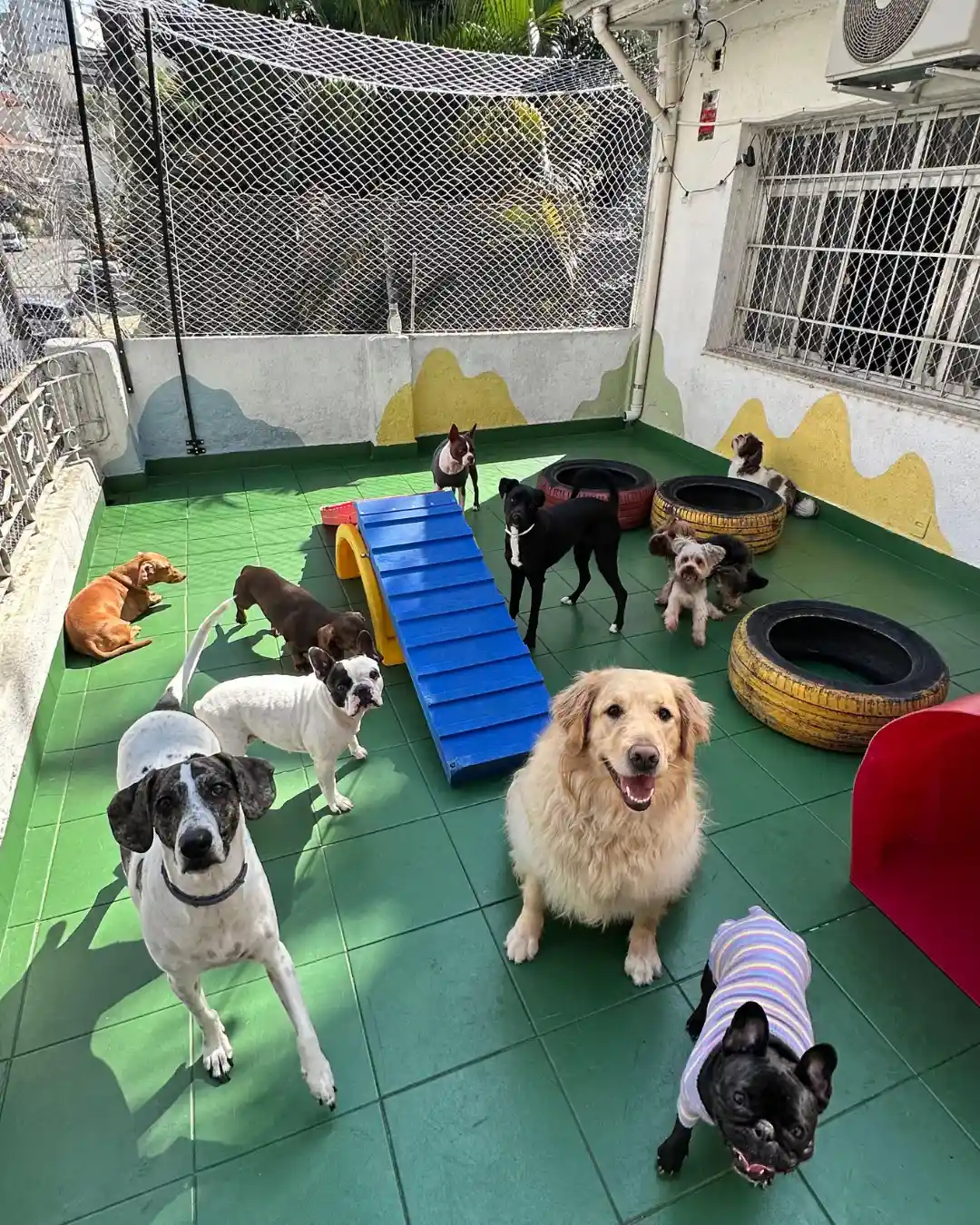 Creche Pet Vila Mariana (3)