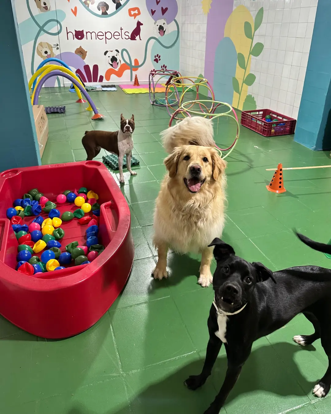 Creche Pet Vila Mariana