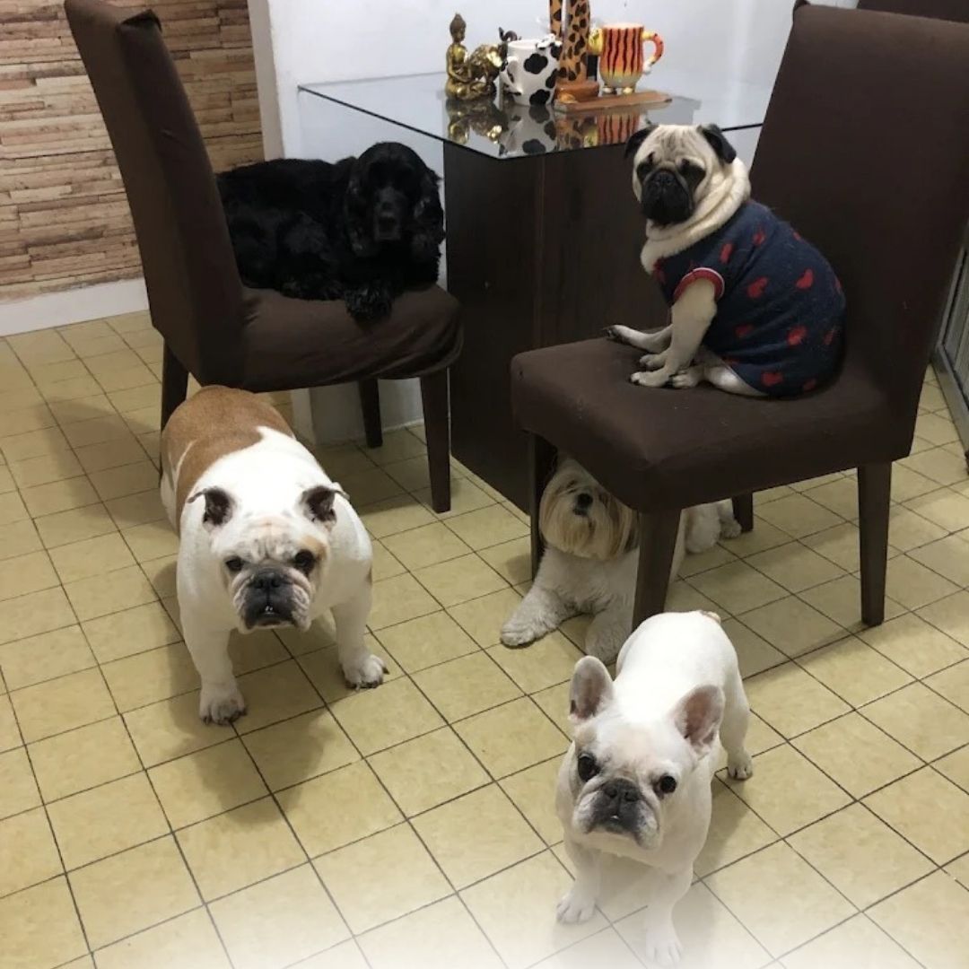 Hotelzinho Homepets Vila Mariana (5)