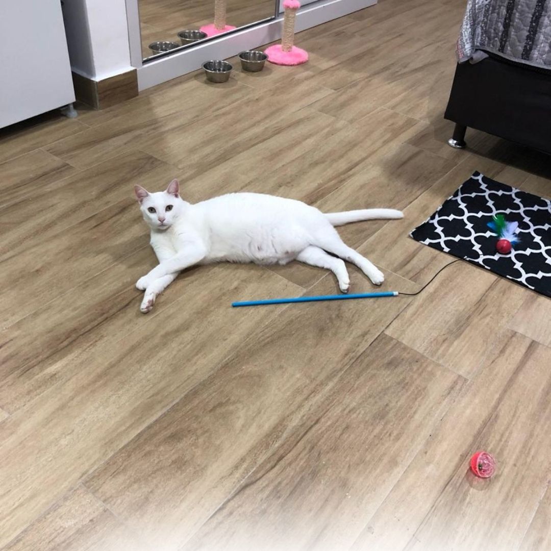 Pet Sitter (3)