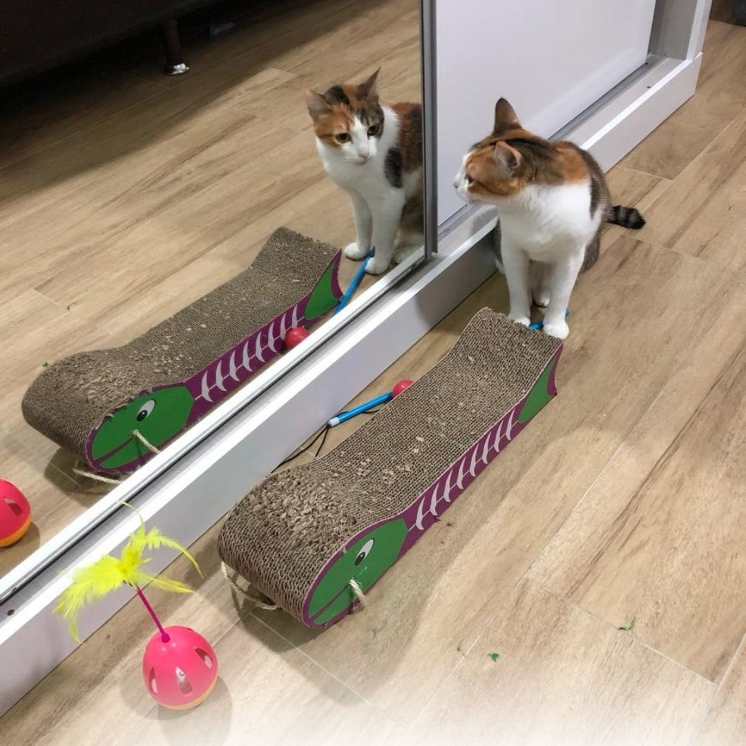 Pet Sitter