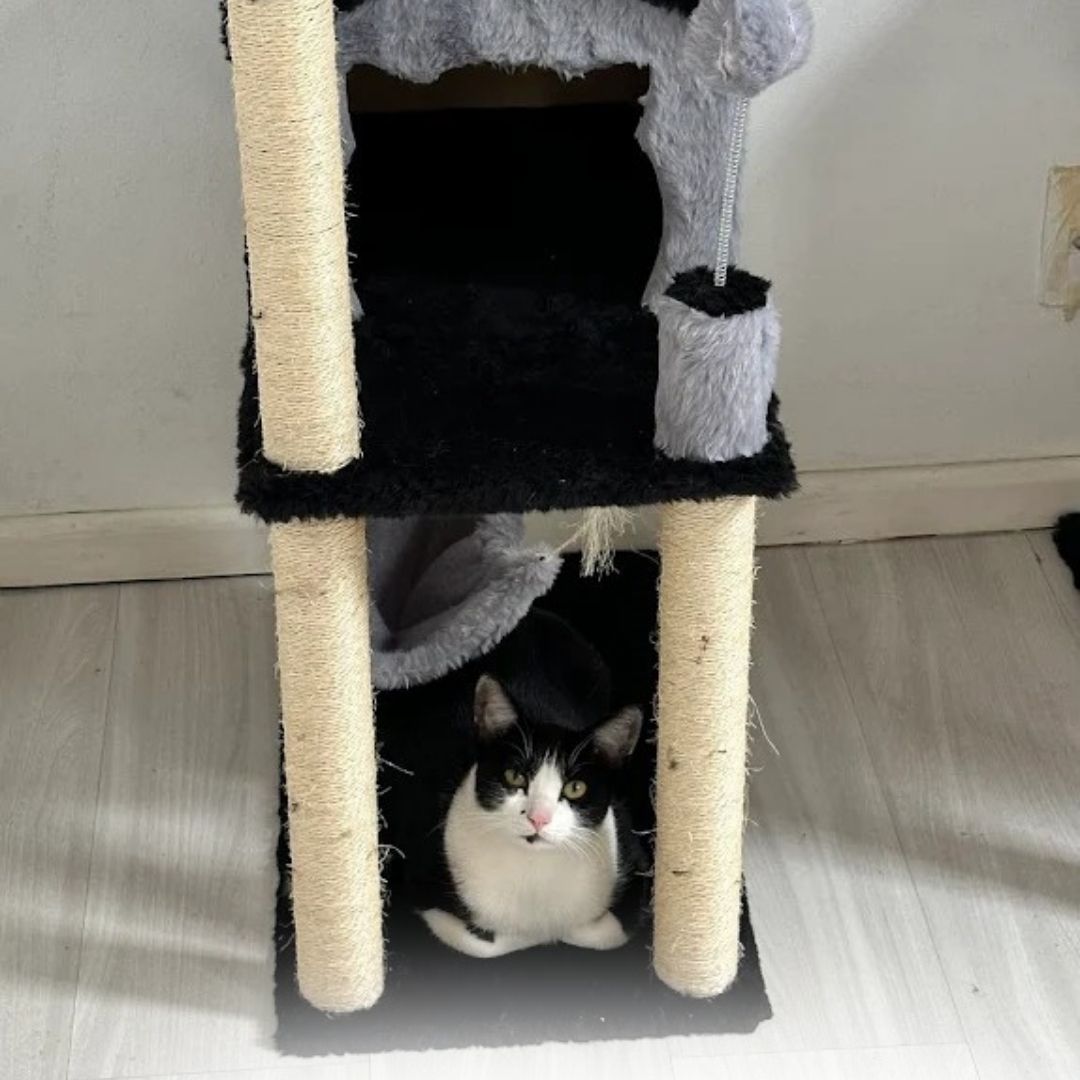 Pet Sitter