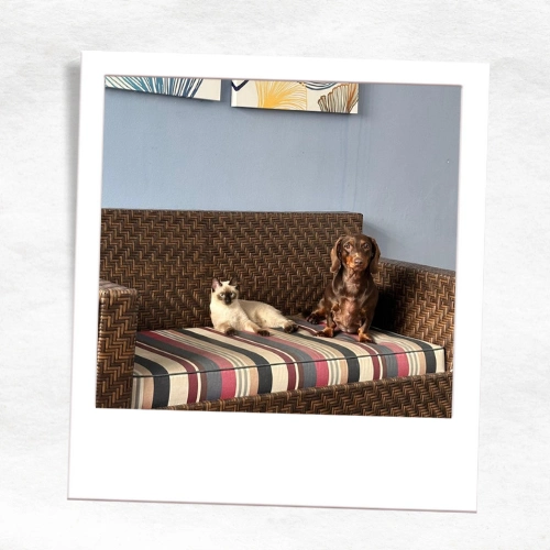 Pet Sitter