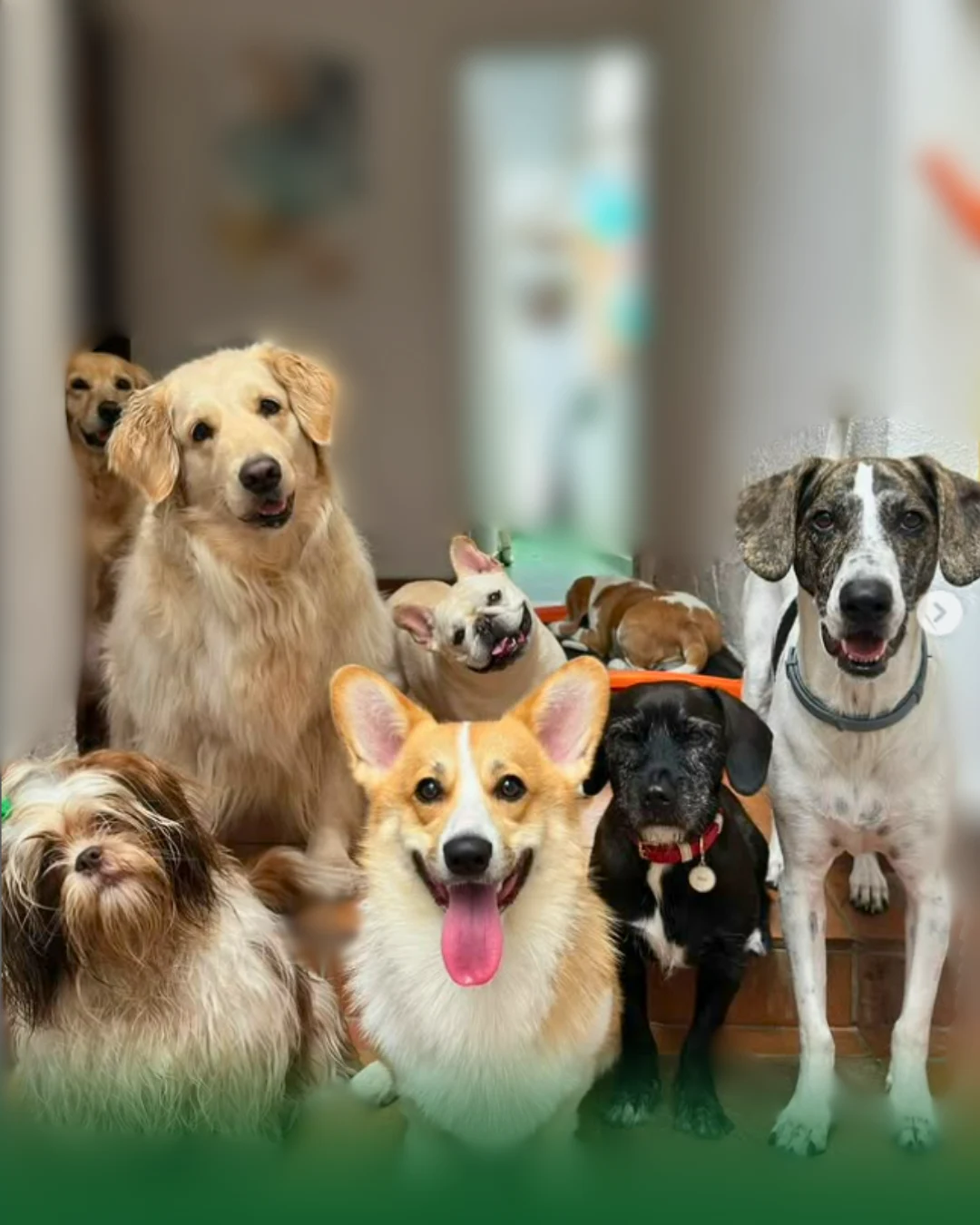 Sobre o Hompets Hotelzinho