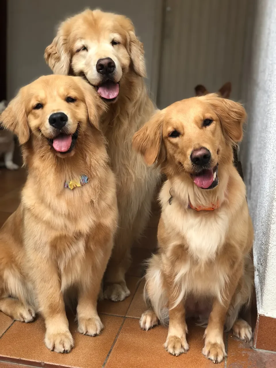 Hotelzinho para Pets Vila Mariana